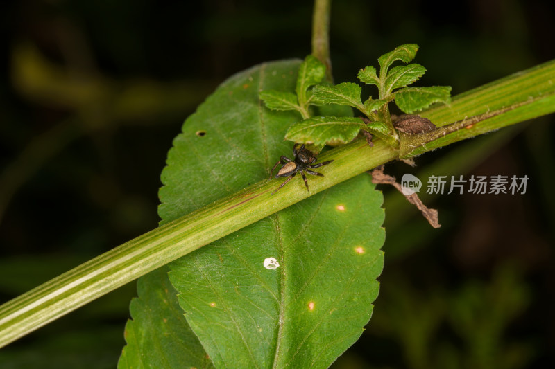 小跳蛛与绿茎