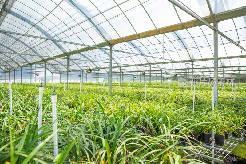 绍兴棠棣村春兰种植基地