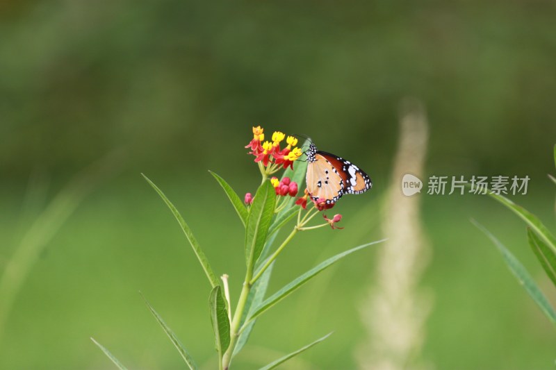 蝴蝶恋花