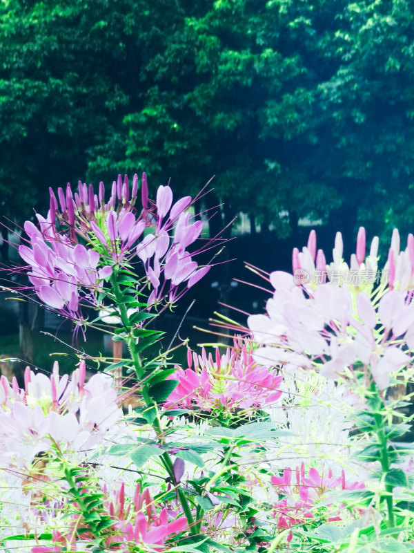 佛山市千灯湖公园醉蝶花花海