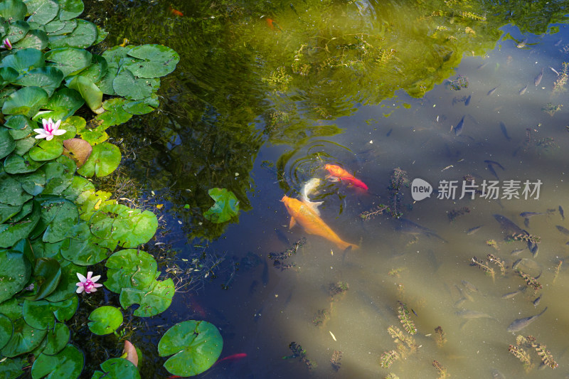 池塘荷花鲤鱼锦鲤草鱼