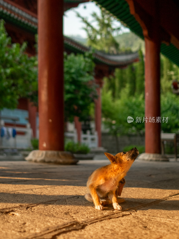 古建筑下的小狗仰头张望画面