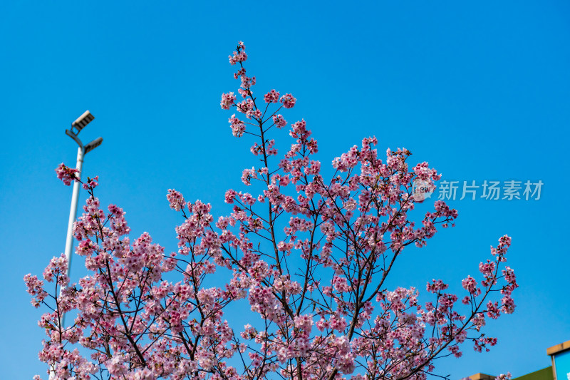 蓝天下盛开的美丽樱花树枝特写