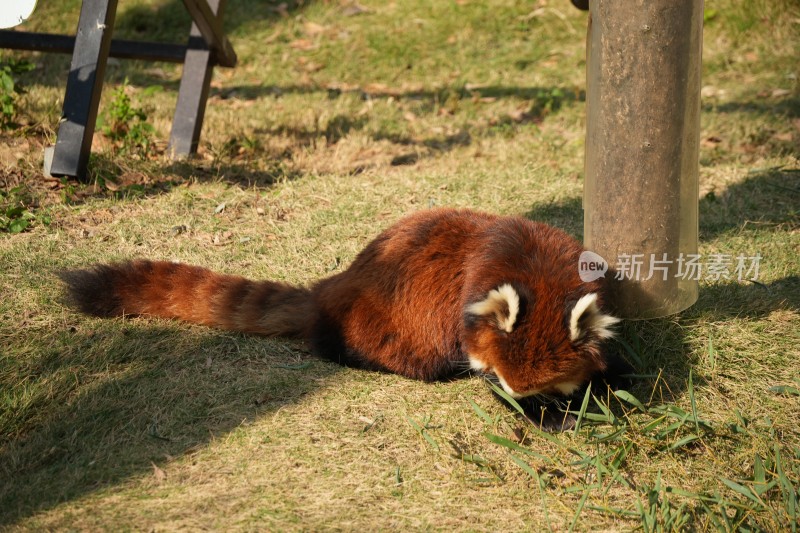 小熊猫在草地行走背影