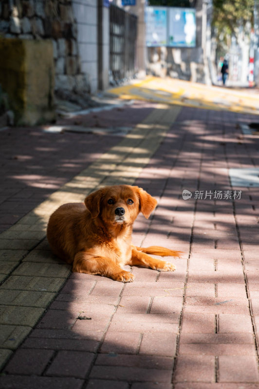 阳光下的小狗