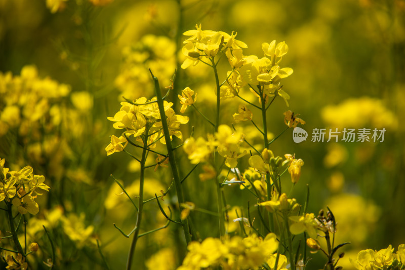 春天野外金灿灿的油菜花田金黄色花海