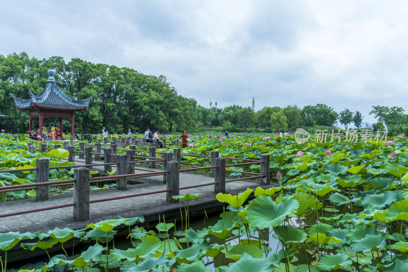 武汉东湖磨山景区盆景园