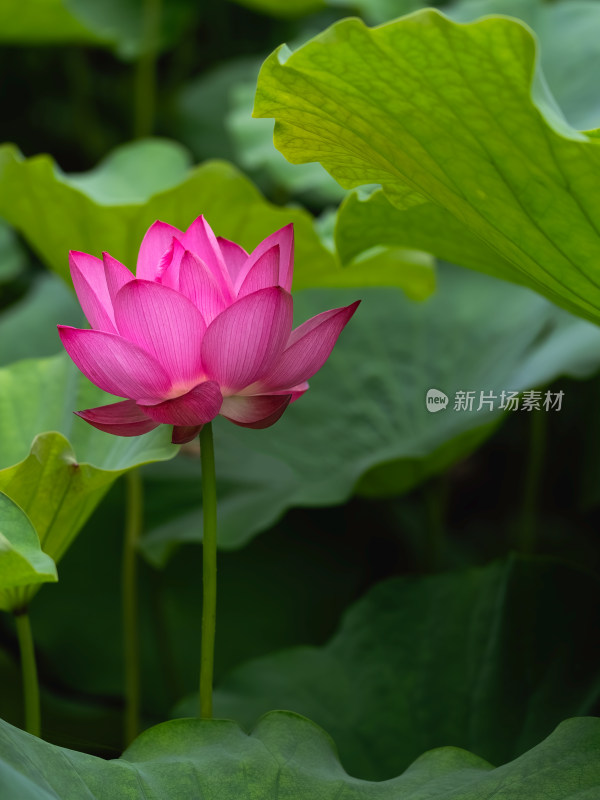 夏季荷塘粉红色莲花盛开