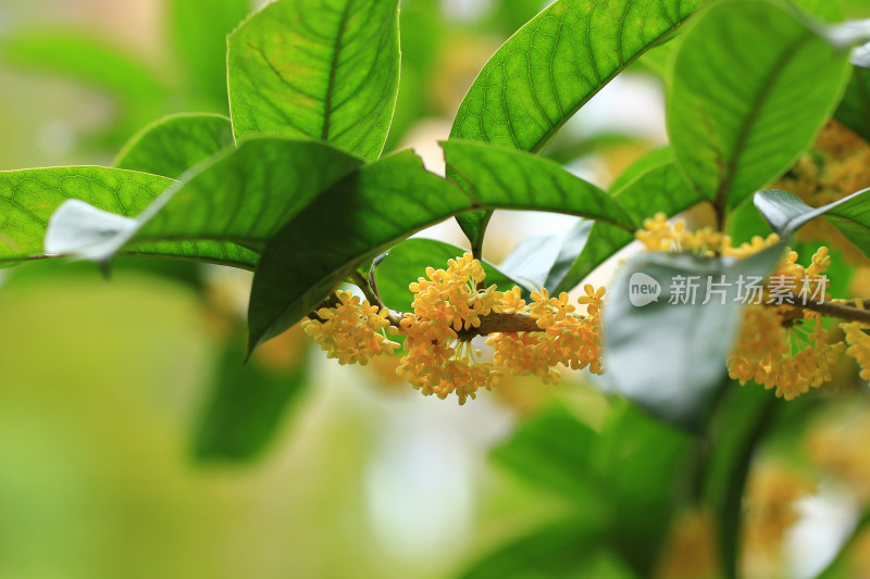 秋天的桂花挂满枝头