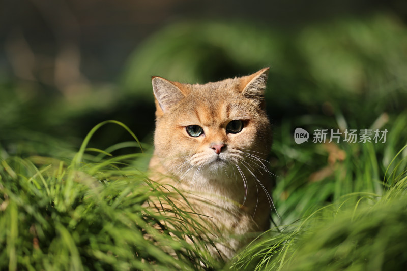 公园草地里的宠物猫金渐层