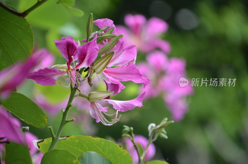 广东东莞：紫荆花开