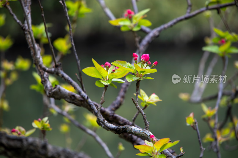 初春枝头海棠嫩叶和粉红花苞含苞待放