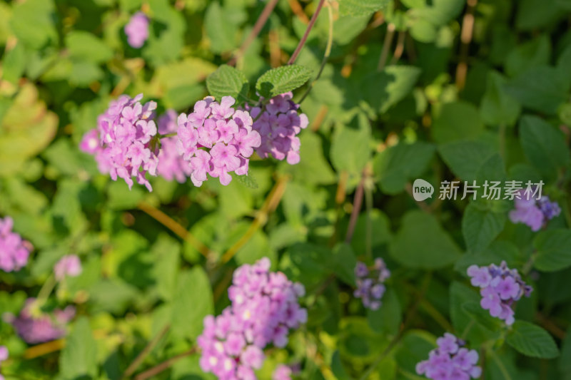 紫花马樱丹-柳州雀儿山公园