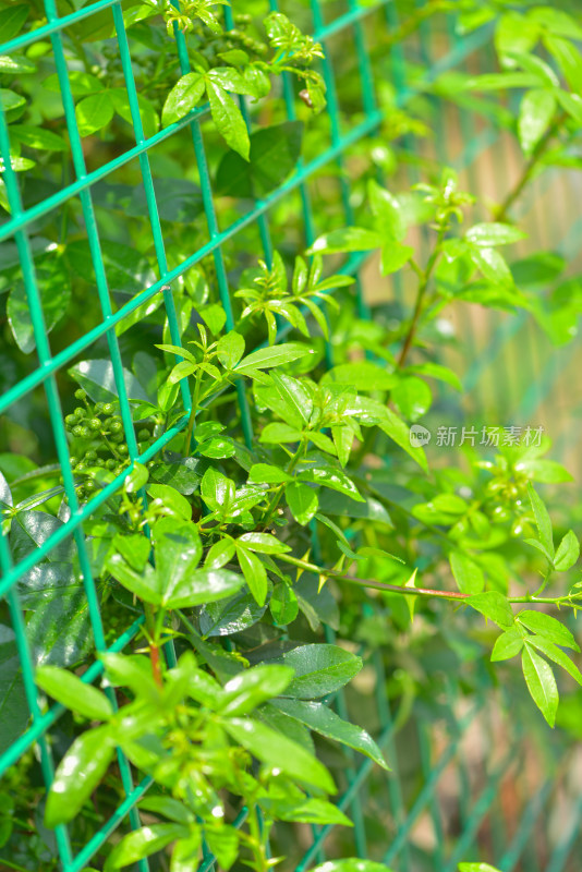 青花椒种植基地