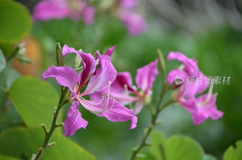 广东东莞：紫荆花开