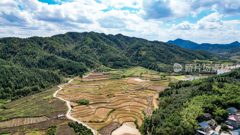 秋收田园