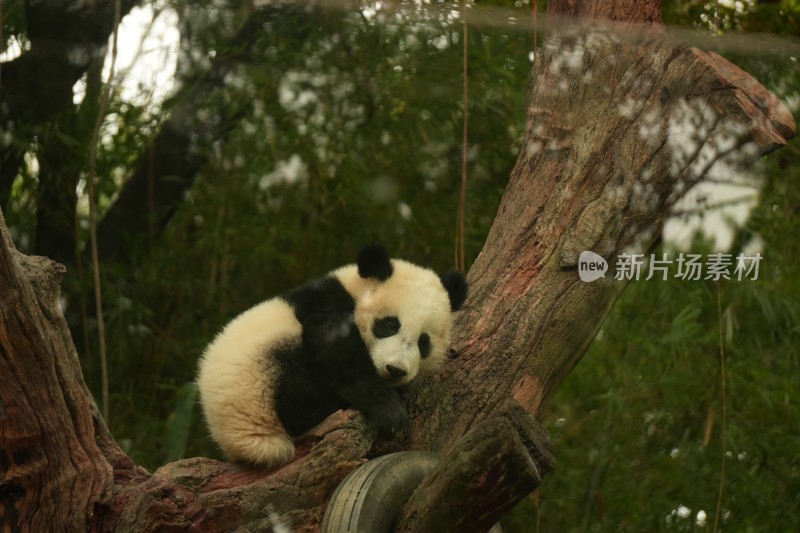 大熊猫幼崽慵懒地趴在树干上休息