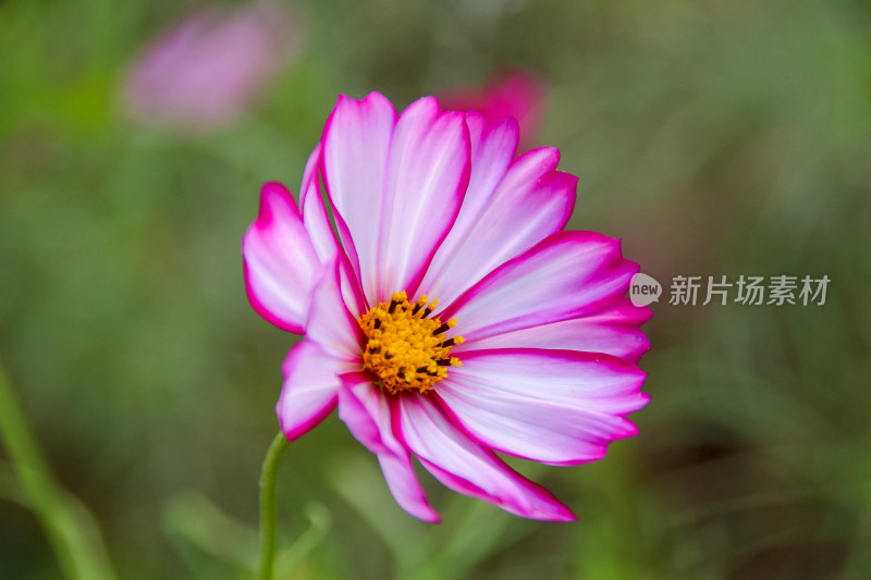 格桑花波斯菊