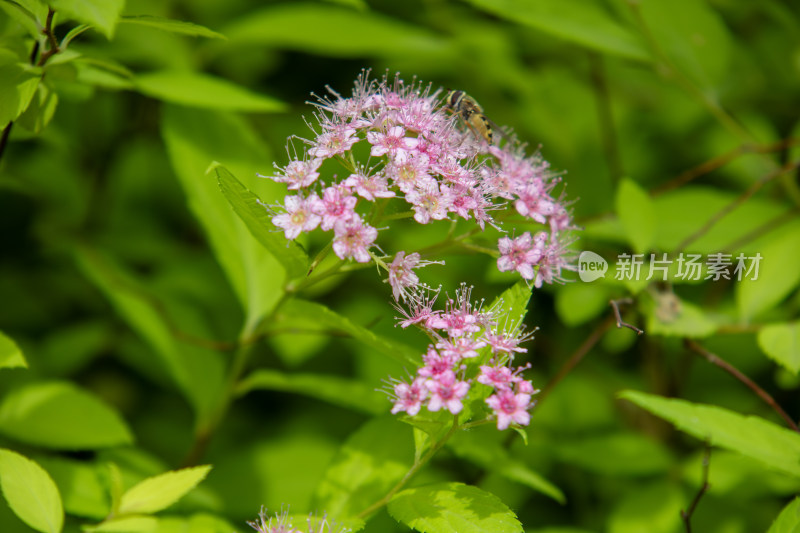 春天绿叶间盛开的粉花绣线菊和蜜蜂