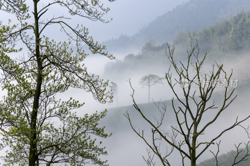 杭州大径山茶园风光