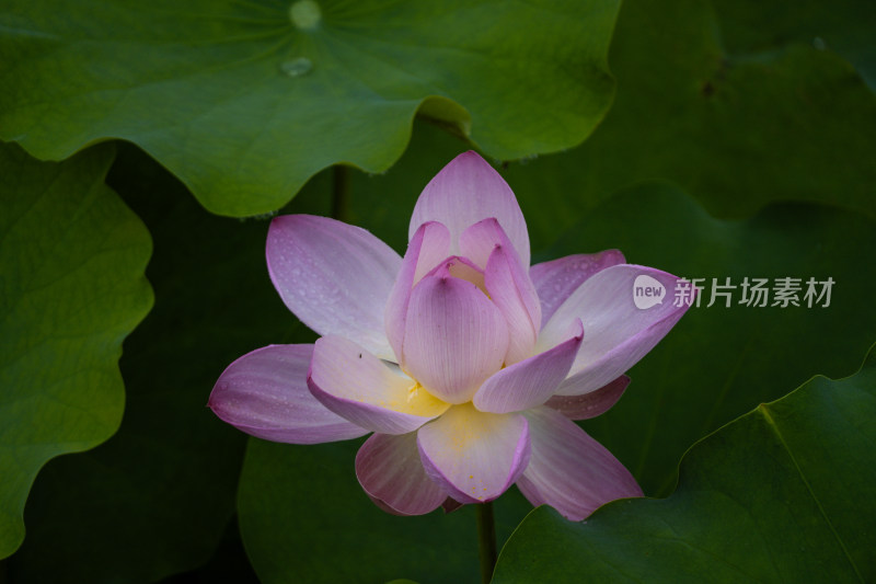 粉色荷花特写镜头