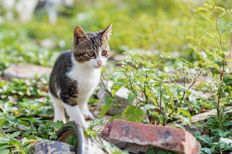 小猫咪、狸花猫、宠物猫