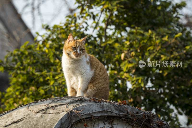 冬日晴天橘猫站在苏州园林怡园的墙上