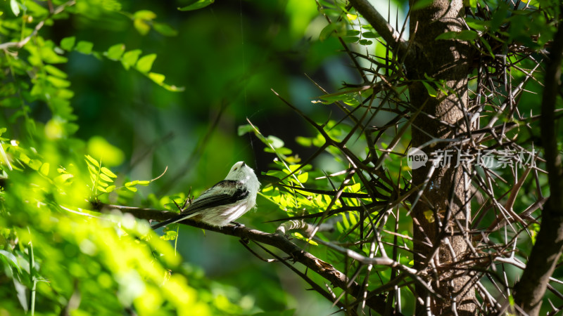 北长尾山雀（Aegithalos caudatus）