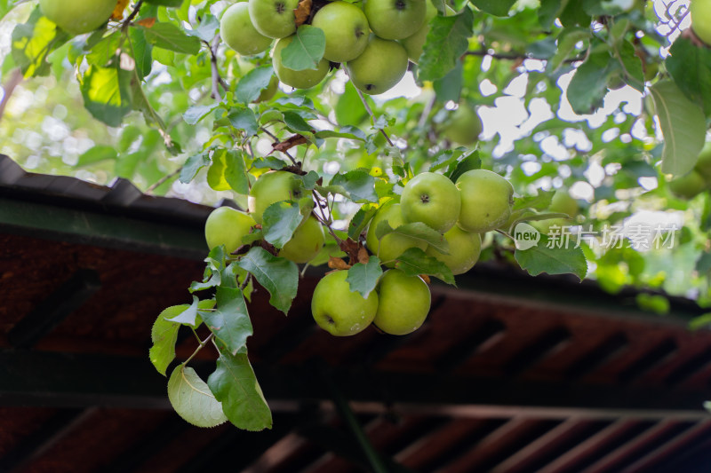 果园树枝上的苹果青苹果