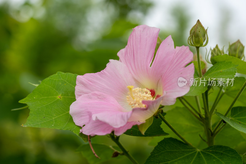 春天的木芙蓉开花特写