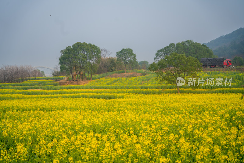 武汉东湖油菜花花海