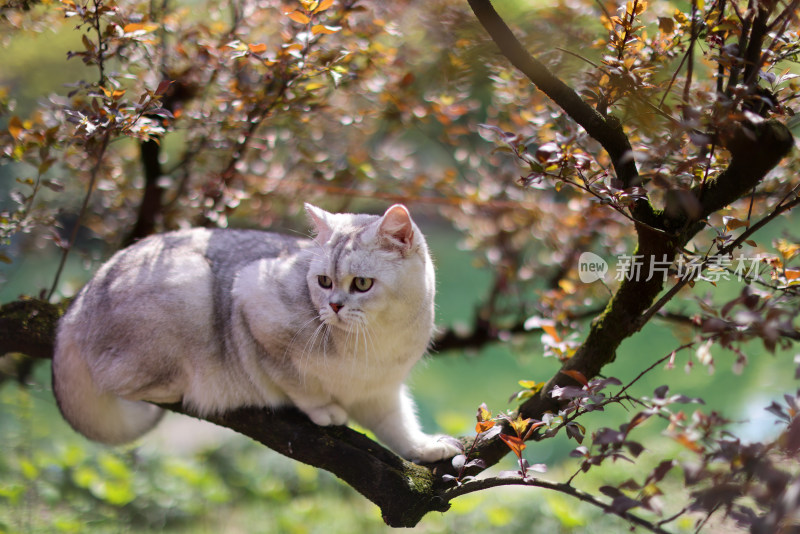 爬在树枝上的英国短毛猫银渐层