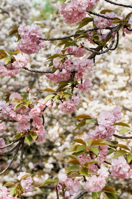 北京莲花池公园樱花