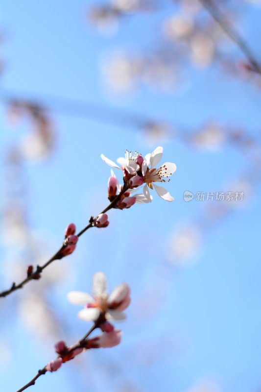 桃花花苞花蕊