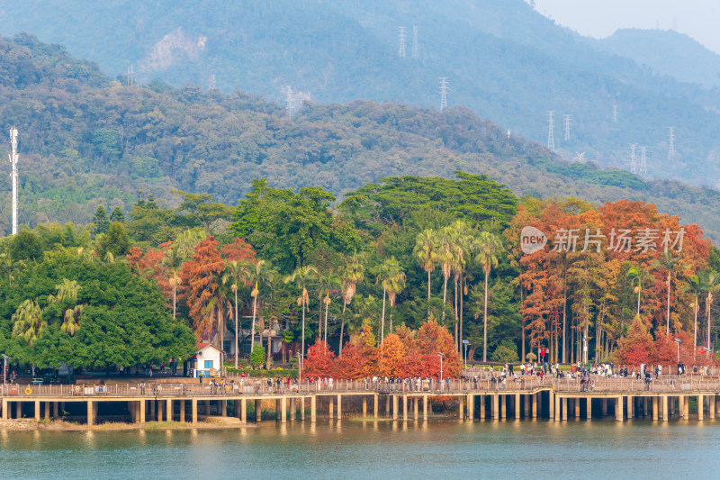 福州森林公园池杉