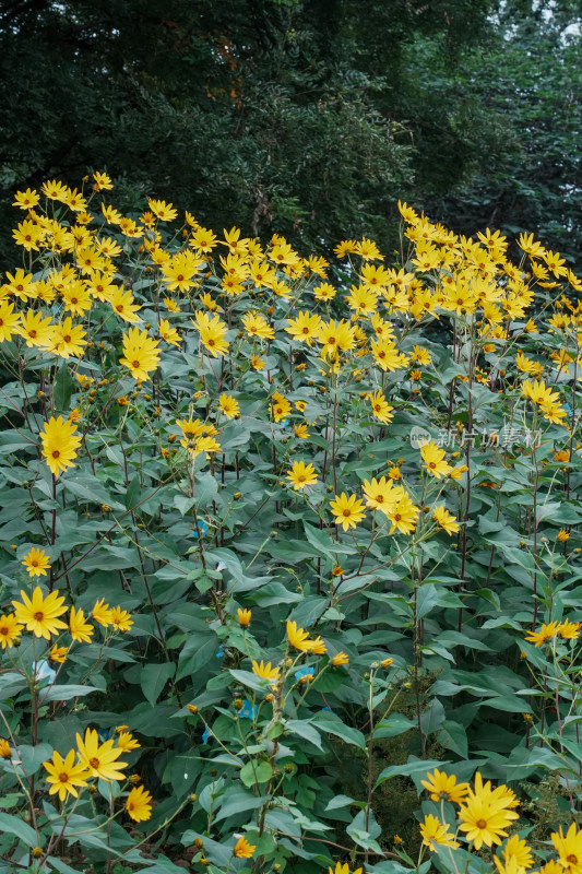 北京圆明园公园盛开的菊花