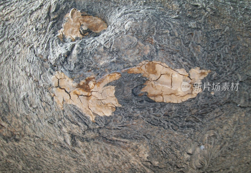 树干树皮材质纹理背景