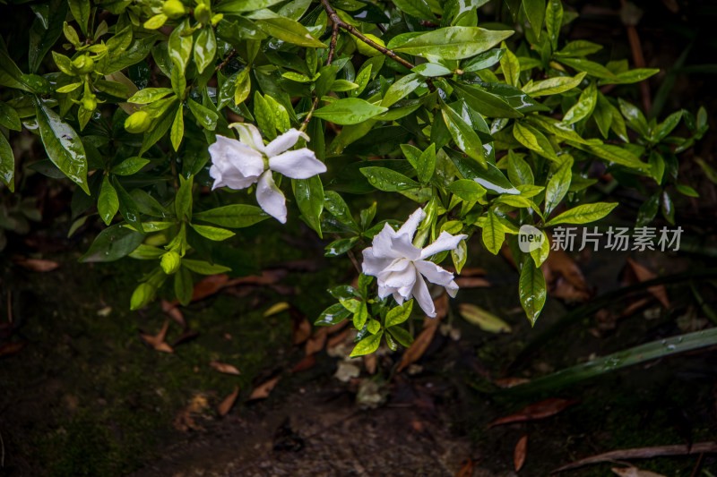 雨后盛开的栀子花