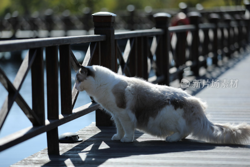 坐在栈道上的猫