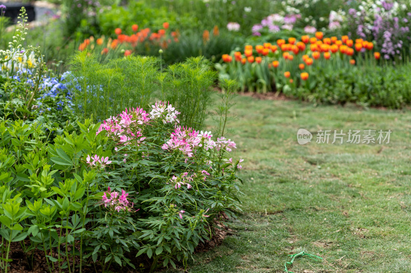 郁金香花