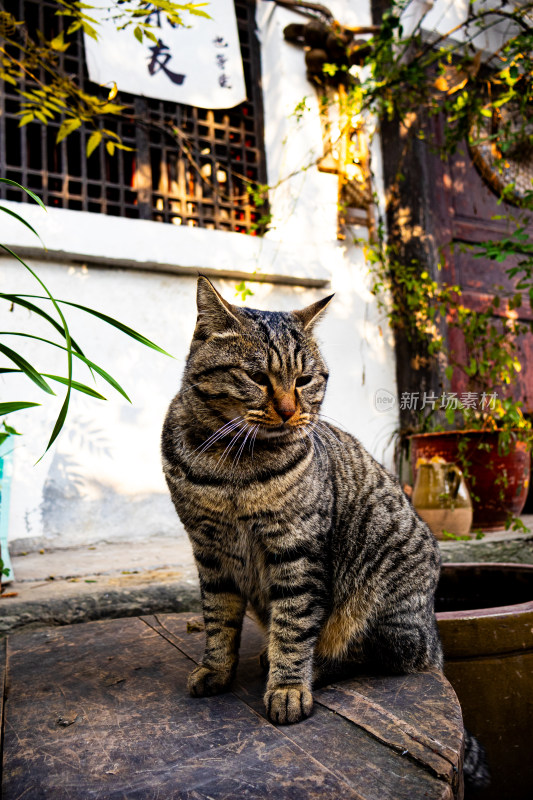 古宅旁花猫蹲坐的可爱模样