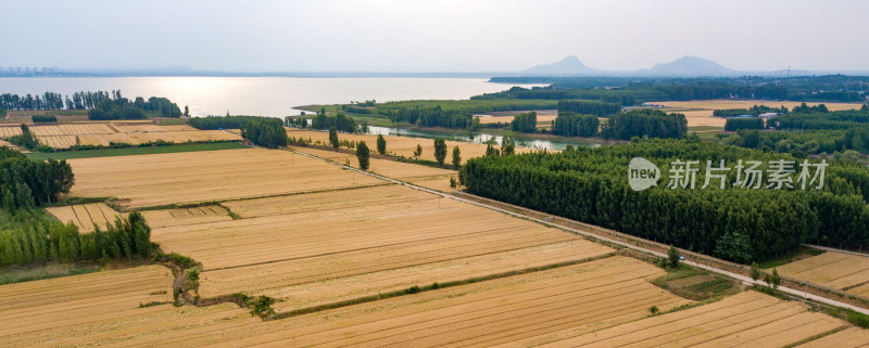 航拍麦田麦子麦穗