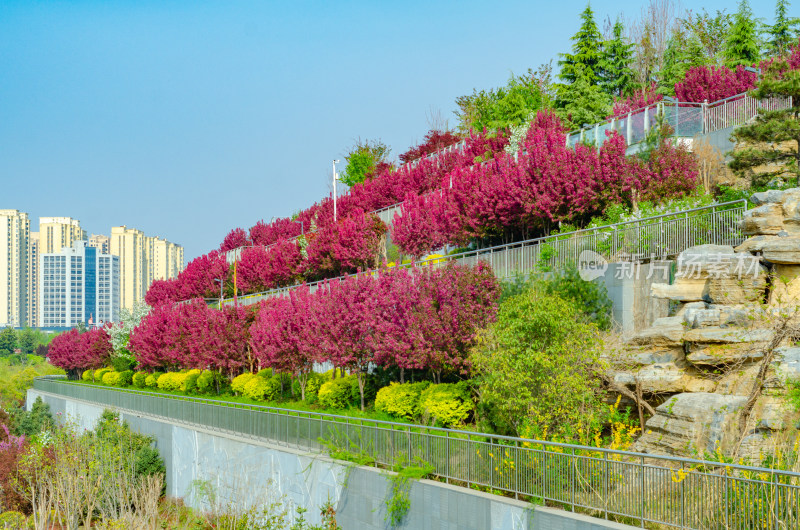 春天的公园，高低错落的海棠花花海