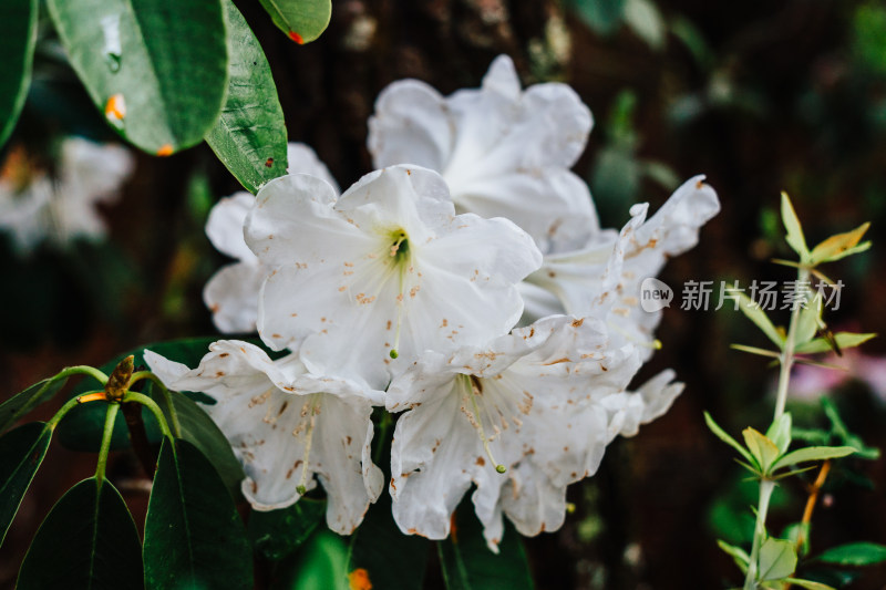 丽江玉龙雪山野生杜鹃花