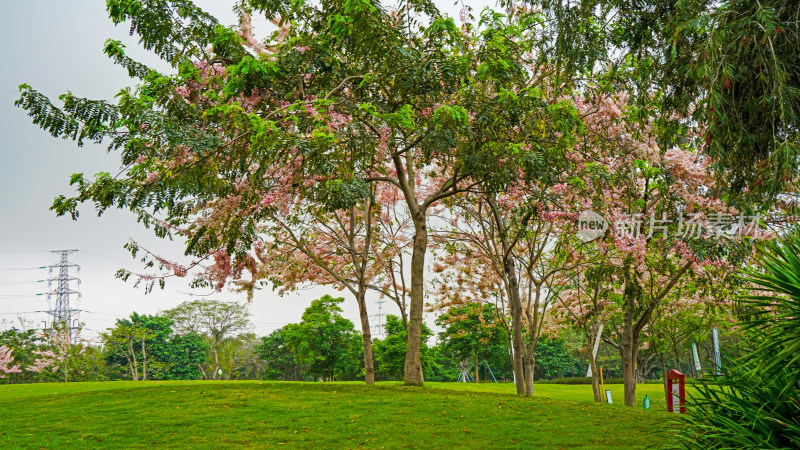 深圳开明公园风景