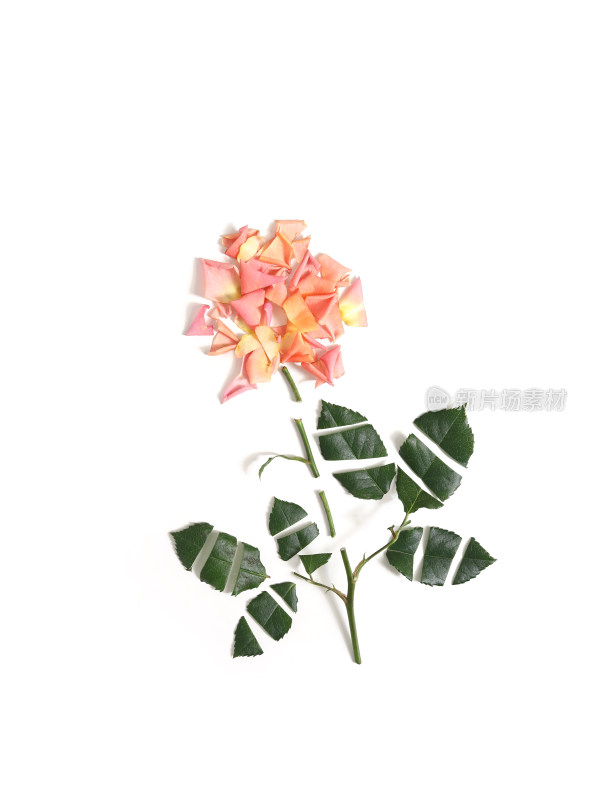 白色背景上的一朵玫瑰花