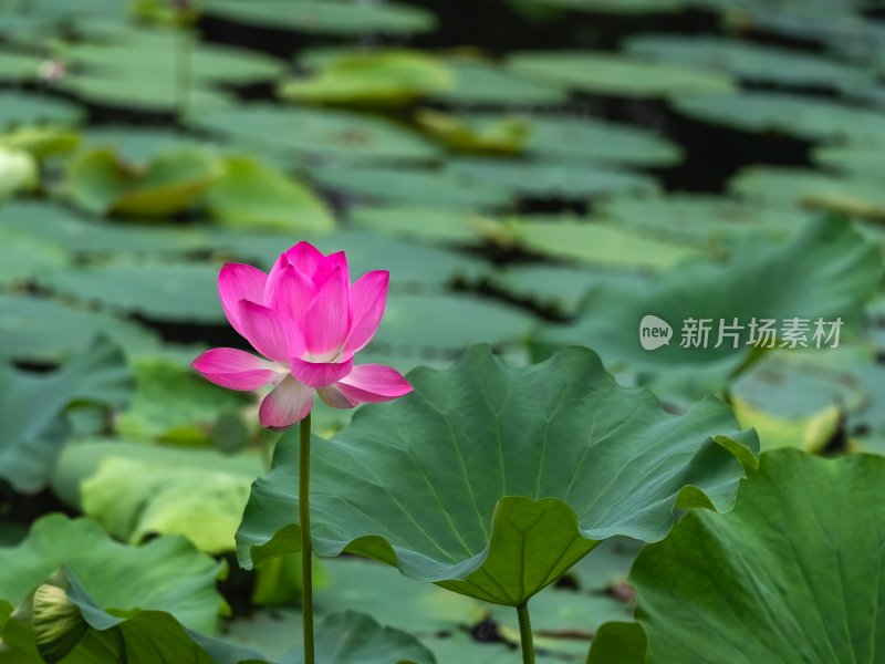 夏季荷塘莲花盛开