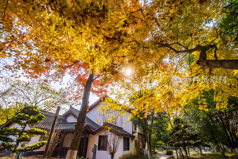 仰视秋季斑斓树木景观