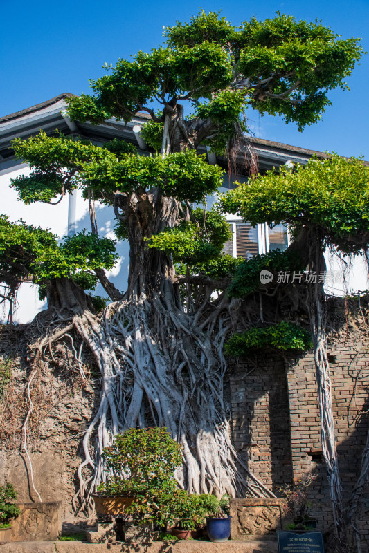 三坊七巷街景