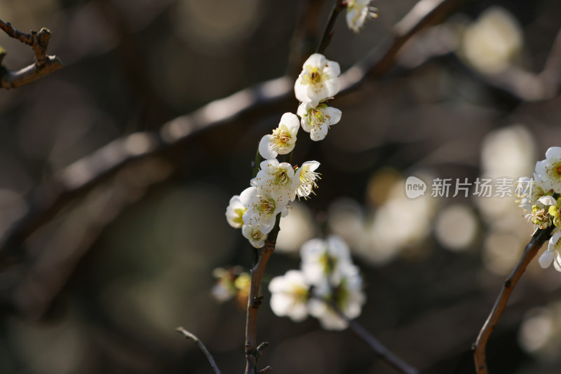 杭州西湖花港观鱼白梅特写